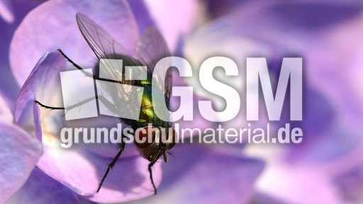 Schmeißfliege (18).jpg